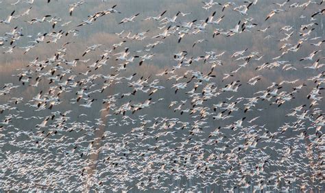 Tips for Seeing PA's Middle Creek Snow Geese Migration - Uncovering PA