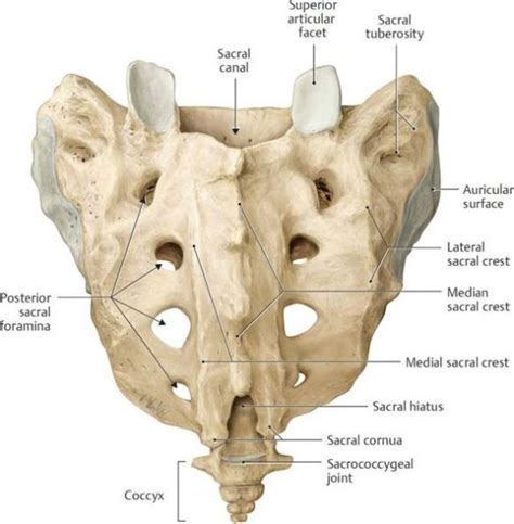 Soft and Bony Pelvis, Pelvic joints and ligaments - Vaidyaनमः