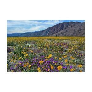 Anza Borrego Desert Flower Fields Photograph by Kyle Hanson - Fine Art ...