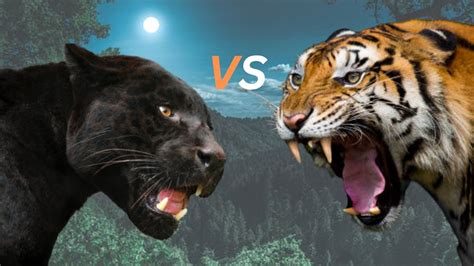 **The Epic Showdown: Black Panther Vs Tiger**