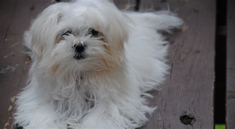 121 Most Popular Maltese Dog Names