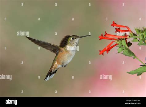 Broad-tailed Hummingbird Adult Female Stock Photo - Alamy