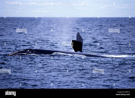 Northern right whale canada hi-res stock photography and images - Alamy