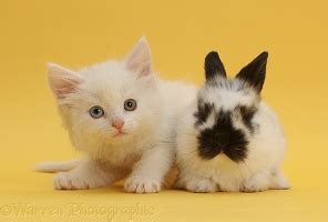 Pets: White kitten with black-and-white bunny photo WP43391