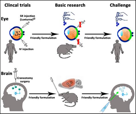 Schematic representation of a gene therapy approach based on non-viral ...