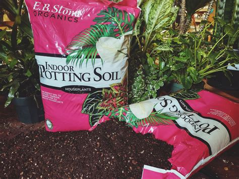 Organic Indoor Potting Soil 12 quarts – Westbrae Nursery