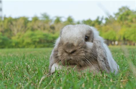 American Fuzzy Lop Rabbit Health, Temperament, Coat, Health and Care - Pet Care Stores