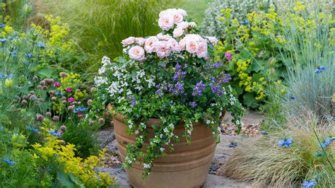 Flower Pot Flowers | Best Flower Site