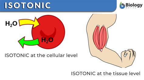 Isotonic Definition and Examples - Biology Online Dictionary