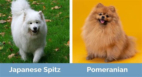 Japanese Spitz vs Pomeranian: All the Differences (With Pictures) | Hepper