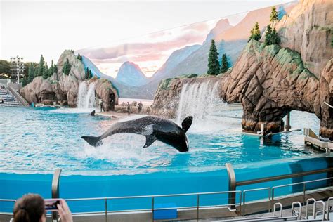 Must See Visitor Attractions At Sea World Australia - UniAcco