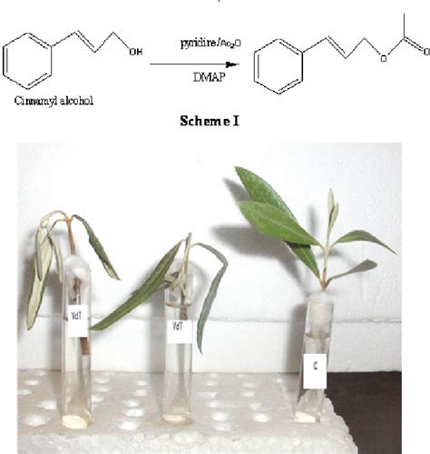 [PDF] Synthesis and toxicity evaluation of cinnamyl acetate: a new phytotoxin produced by a ...