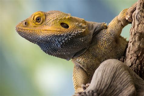 Inland Bearded Dragon Lizard - Honolulu Zoo Society