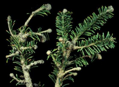 True Fir: Balsam woolly adelgid | Hortsense | Washington State University