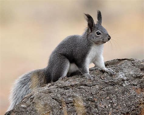 Abert's Squirrel: Agile Tree Dweller with Unique Mating Habits