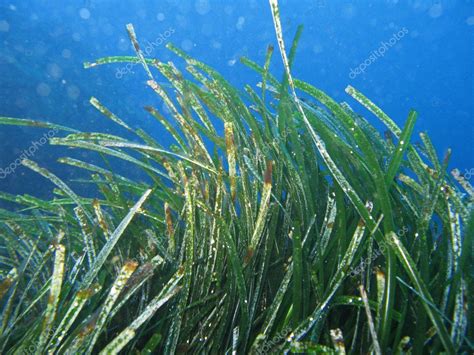 Posidonia Oceanica — Stock Photo © PlanctonVideo #4507305