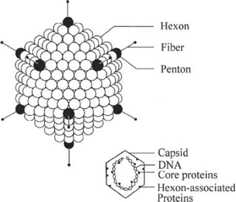 Adenovirus | Ento Key