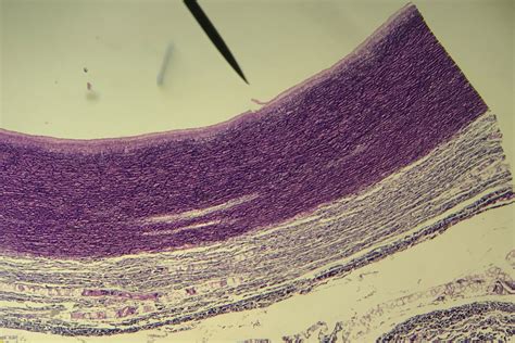 aorta Histology