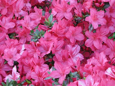 Pink Tradition Azalea for sale at Maples N More Nursery