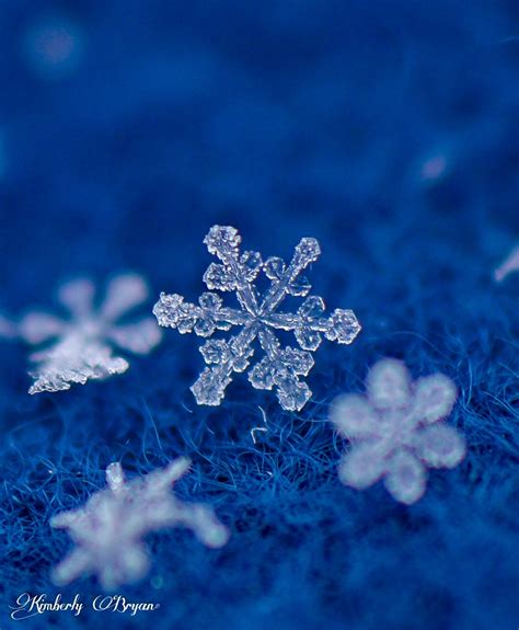 Snowflakes-Winters Flowers up close - Photos, Food, and Fun