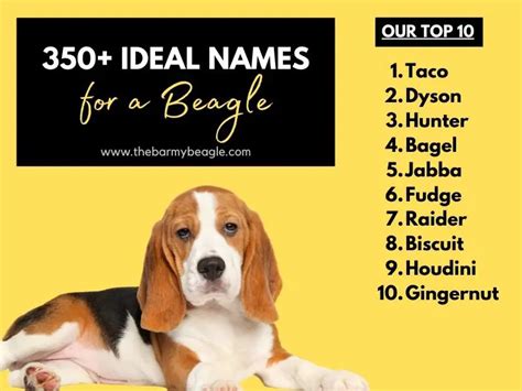 350 Weird, Wacky, and Wonderful Names for a Beagle (2023)