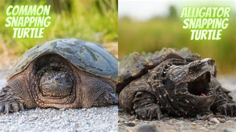 Common Snapping Turtle vs. Alligator Snapping Turtle [15 Differences] – The Turtle Hub