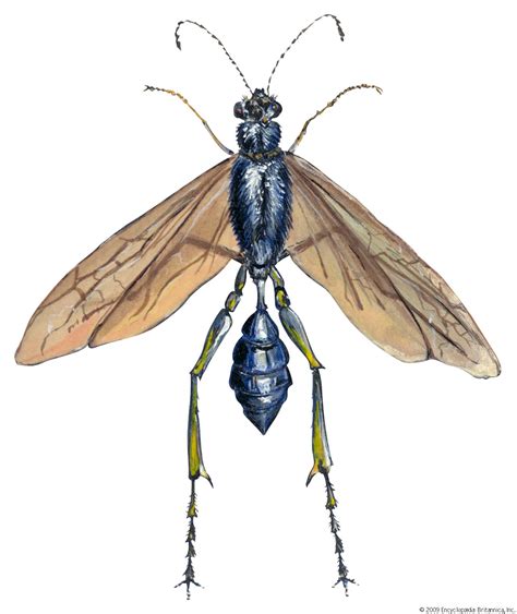 Thread-waisted wasp | Parasitic, Solitary, Predator | Britannica