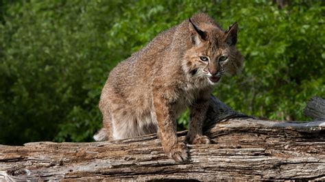 WARNING GRAPHIC IMAGE: Bobcat shows off dead iguana for Florida ...