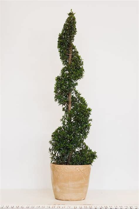 Best Eugenia Topiary Tree Artificial Leaves Bulk