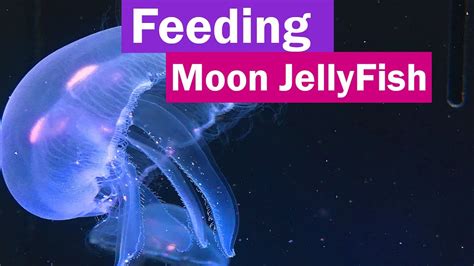 Feeding Moon Jellyfish and the Easiest way to hatching brine shrimp eggs - YouTube