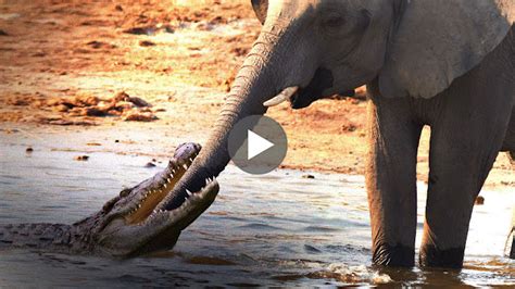 Crocodile Attacks Elephant at Watering Hole - AMAZING ANIMAL