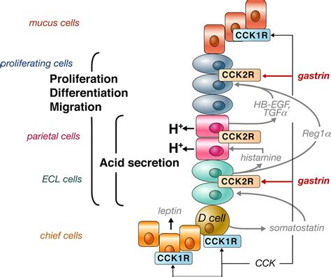 Cholecystokinin and Gastrin Receptors | Physiological Reviews