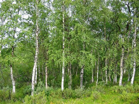 Silver Birch | Medium Tree Seedling – The Jonsteen Company