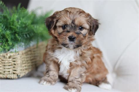 Shih Poo Puppies For Sale Near Me Cheap - Pets Lovers