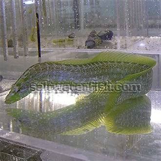 Green Wolf Eel, Size 7 - 10 inches For Sale (Congrogadus subducens). TOP Care facts. Reefs4Less.com