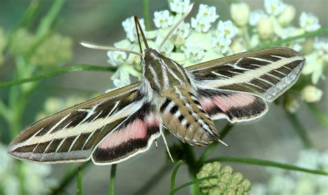 Hummingbird Moths, description, identification, species ...