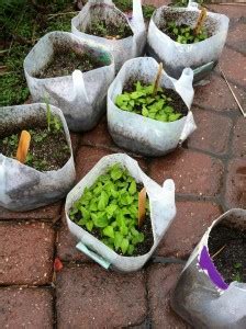 Update on the Winter Sowing Containers - My Northern Garden