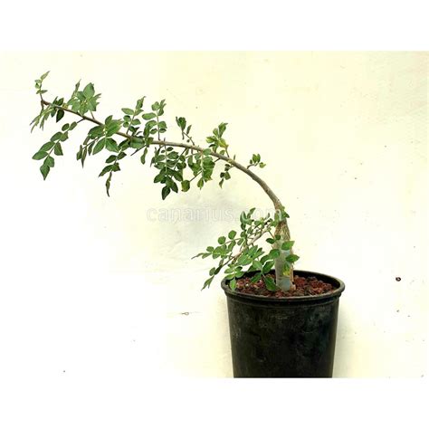 Buy Bursera fagaroides with Canarius