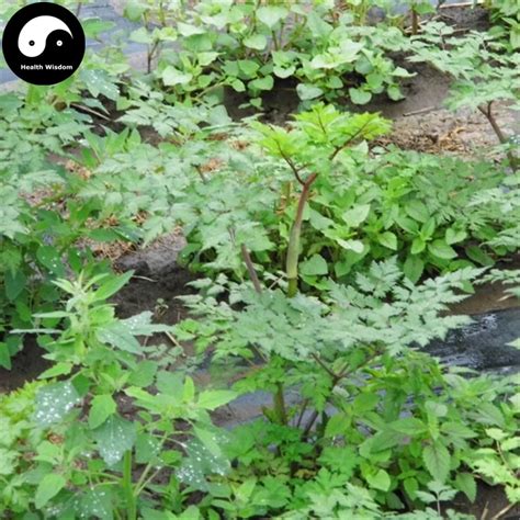 Buy Real Angelica Sinensis Semente 200pcs Plant Dong Quai For Herbal ...