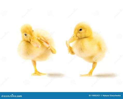 Two Cute Yellow Ducklings Stock Image - Image: 19882431