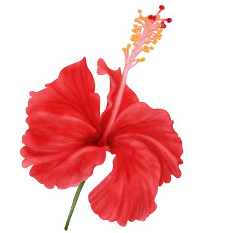 Red Hibiscus Flowers Blooming, Front View, Watercolor 10989090 PNG