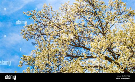 cherry blossom tree with white and pale yellow blossoms in springtime ...