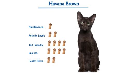 Havana Brown Cat Breed… Everything You Need to Know at a Glance!