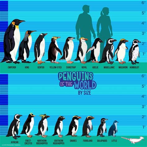Pin by Kalynn Petty on animals | Types of penguins, Animals wild, Wildlife animals
