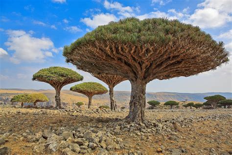 11 Incredible Trees Around the World