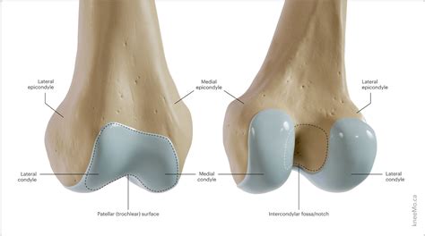 Lateral Condyle Epicondyle