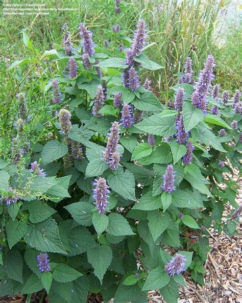 PlantFiles Pictures: Agastache Species, Anise Hyssop, Giant Hyssop, Licorice Mint, Lavender ...