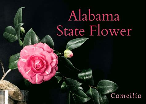 The Alabama State Flower: Camellia | SnapBlooms