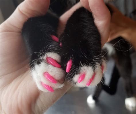 5 Myths You Should Know About Cat Nail Caps | National Cat Groomers ...