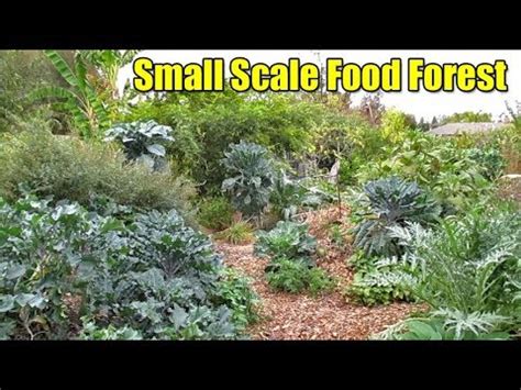 Permaculture Food Forest Design - permaculture design